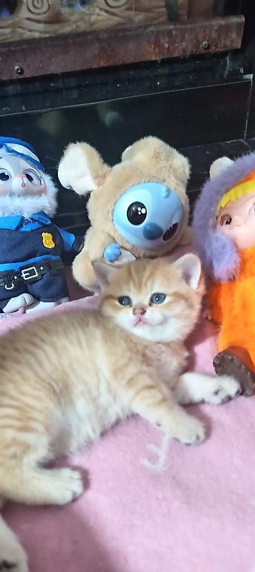 Pişiklər: Britan, Yaxşı əllərə — 10