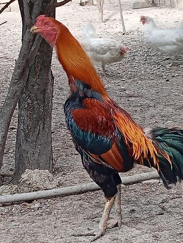 pulsuz it balalari: 100 manata satilir tam saglam 2 yasi var pul.lazimdi deye satilir Saf — 2