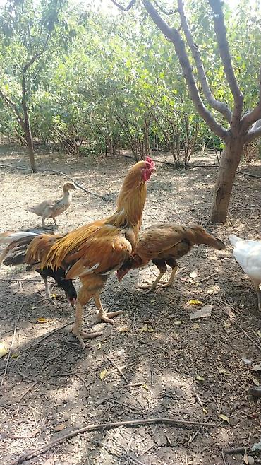 xoruz satlir: Satılır: uzunboy döyüş tipli xoruz - Cins tipi: Yerli-döyüş — 2