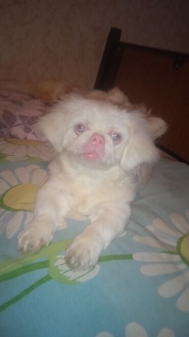 İtlər: Pekines, 3 ay, Dişi, Peyvəndli, Ünvandan götürmə