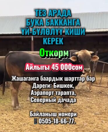 ищу работу тракторист: Талап кылынат Малчы, Төлөм Келишим түрдө, Окутуу