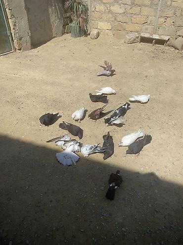 tovuz qusu satilir: Tergizme heyvanlardı 16 denedi icinde ucurmalığ balalarda var — 2