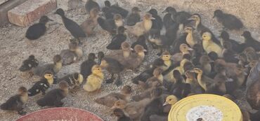 Türkiyə sortu öküz ürəyi 7 manat Lavanda Zümrüd 6 manat