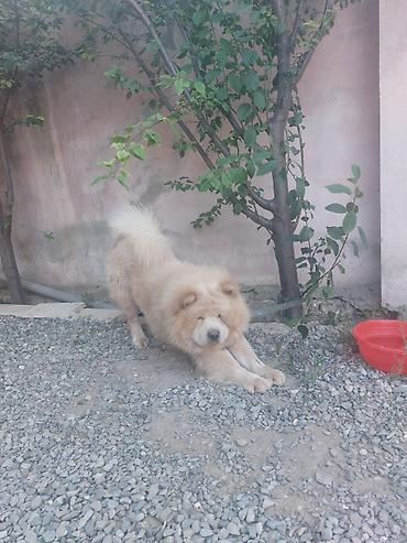 it toy pudel: Çau-Çau, 1 il, Erkək, Peyvəndli — 1