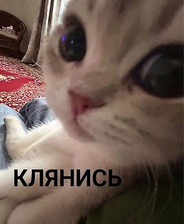 сиделка проживание: Нужна работа с проживанием в Бишкеке, парень 18лет, без опыта — 1