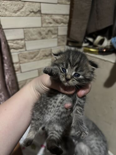 британская кошка сколько стоит: Скотиш Фолд (Шотландская вислоухая), 1 месяц, Девочка, Черепаховый, Приучена к лотку, Проглистована, С прививками