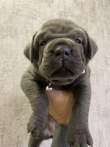 İtlər: Kane-Korso, 2 ay, Erkek, Sənədli, Pulsuz çatdırılma, Ödənişli çatdırılma — 29