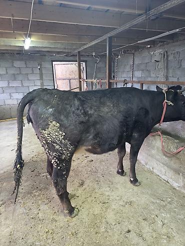 Коровы, быки: Продаю | Корова (самка) — 10