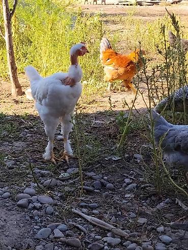 бролерные куры: Продаю | Куры | Домашняя | Для разведения — 2