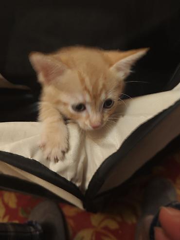 Мышыктар: Котята домашние,им 1.2 месяца, короткошёрстные. На фото — несколько — 3