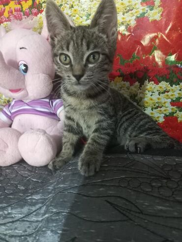 котята серые: Кошка даром: Лесная, 2 месяца, Мальчик, Метис, Приучена к лотку, Проглистована