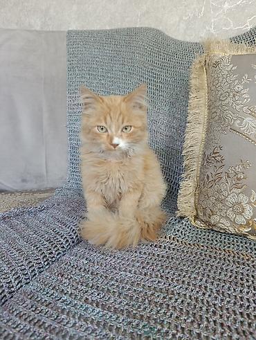 кошки кант: Кошка даром: Беспородная, Мальчик, Приучена к лотку — 2