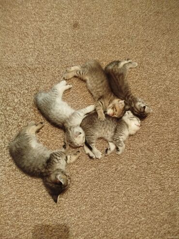 скотиш фолд шотланская вислоухая 1 месяц деврчка серый: Скотиш Фолд (Шотландиялык шалпаң кулак), 2 айлык, Ургаачы, Лотокко барууга үйрөтүлгөн, Курттардан тазаланган