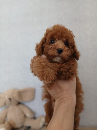 İtlər: Pudel, 2 ay — 14