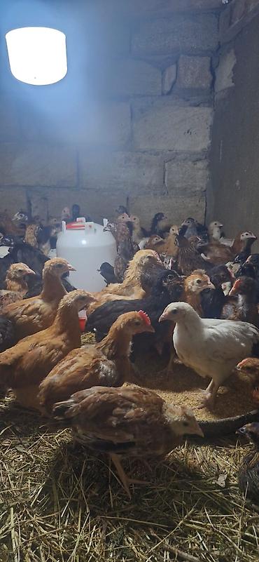 cücə satışı: Сhicks, Для мяса, Платная доставка — 1