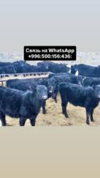 молочные оборудование: Продаю | Корова (самка), Бык (самец), Тёлка | Ангус, Герефорд, Голштин | На откорм, На забой, Для разведения | Племенные