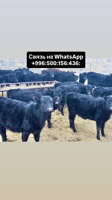 срочно продаю в связи с переездом: Продаю | Корова (самка), Бык (самец), Тёлка | Ангус, Герефорд, Голштин | На откорм, На забой, Для разведения | Племенные