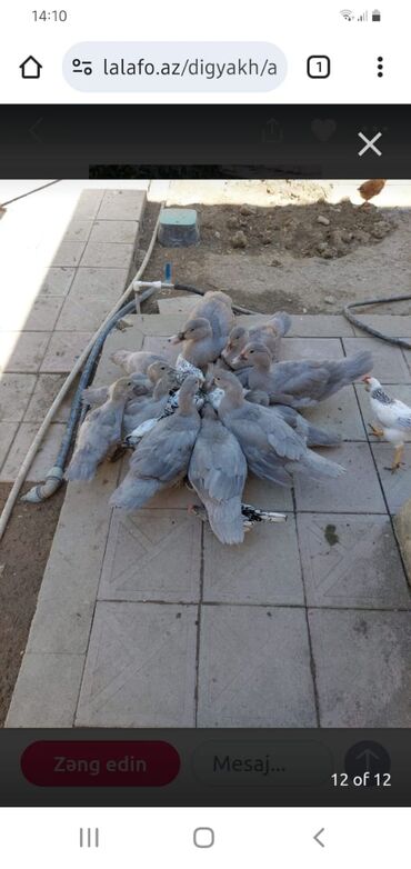 Digər quşlar: Muscovy (barbarı) ördəkləri – bala və yeniyetmə yaşda sürü - Rəng — 2