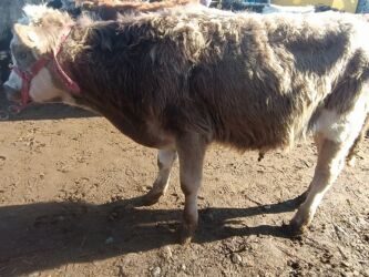 собака бульдог: Сатам | Музоо | Симментал | Бордоп семиртүү үчүн | Жасалма уруктандырылган