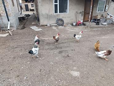 Куры, петухи: Продаю | Петух | Для разведения — 8