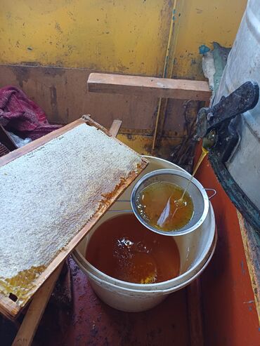гриль сатканга балдар керек: Продаю горный мед. Чуйсквя Долина ущелье Бурана. Свежий