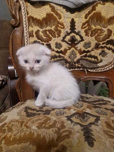 pisi: Şotland — 2