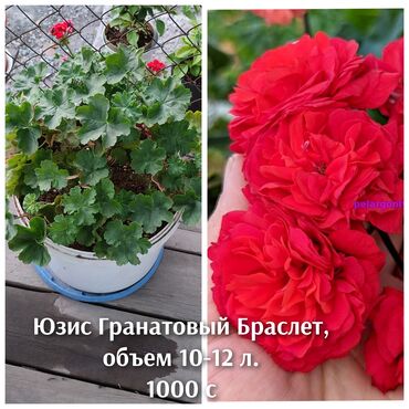 фонарик цена бишкек: Продаю большие кустики пеларгоний. Цена и название сорта на фото