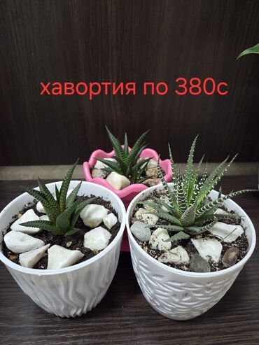 петуния цветы купить: Суккулент хавортия полосатая в декоративном горшке с камнями. Растение
