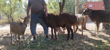 хомяк домашний купить: Продаю | Баран (самец) | Гиссарская, Арашан