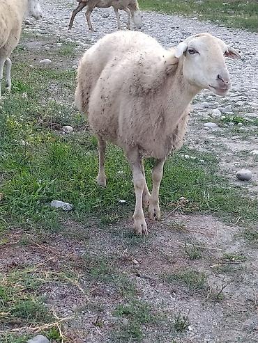 cins ineklerin satisi 2019: 1 ana bala 2 qoyun beyləqan sortu qoyunlardır. Tək tək və kom satılır — 4