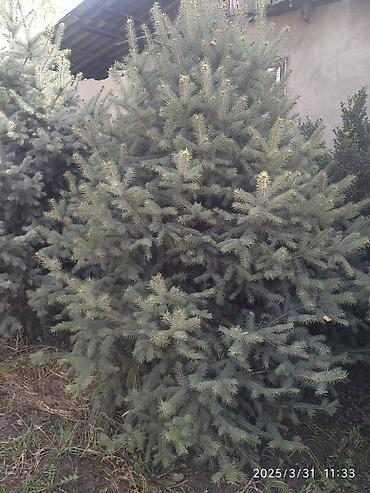 Декоративные деревья: Саженцы деревьев: Ели — 6