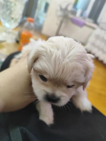 dişi pitbul: 1 ay, Dişi, Ödənişli çatdırılma — 4