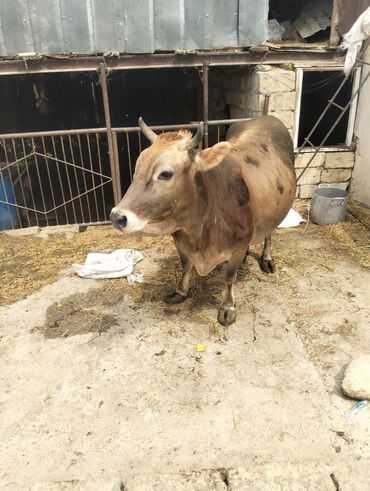 Inəklər, öküzlər: Dişi, il: 7, 230 kq, Ətlik, Ünvandan götürmə