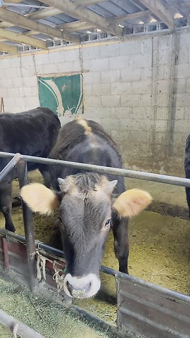 Коровы, быки: Продаю | Тёлка | На откорм | Привязанные — 4