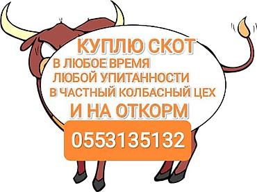 Үй жаныбарлары: Колбаса цехи : Уйлар, букалар, | Бордоп семиртүү үчүн — 1