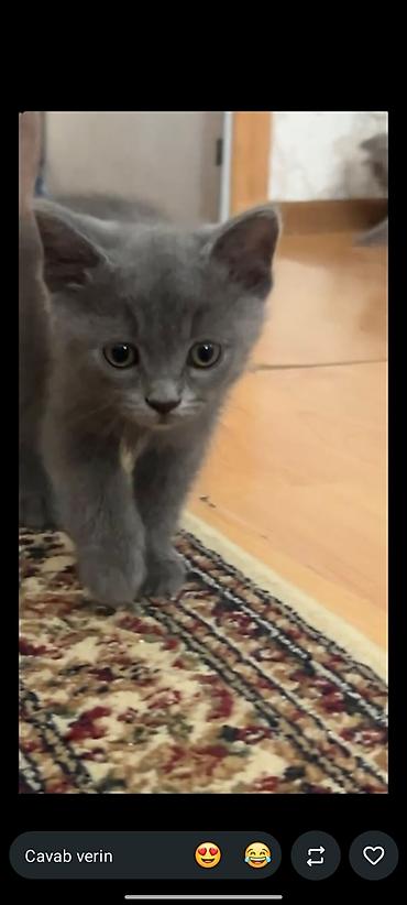 gəncə pişik: Britan, Ödənişli çatdırılma — 6