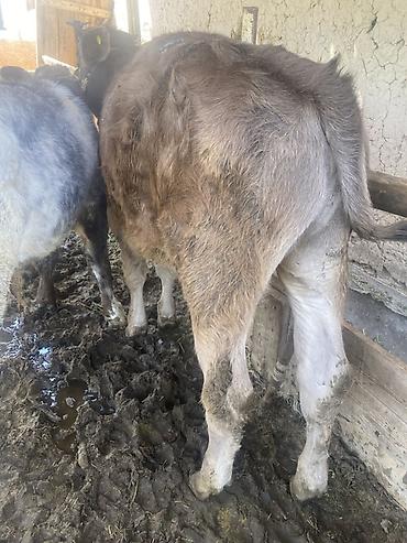 Коровы, быки: Продаю | Бык (самец) | Привязанные — 7