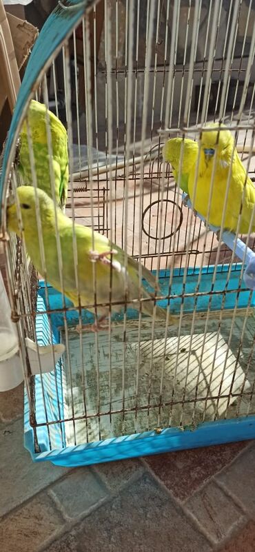 Tutuquşları: Salam vıstıfka ilə çexin qarışığı cütü 50 azn — 6