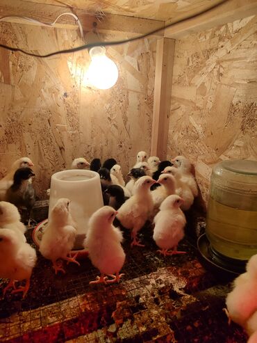 Куры, петухи: Продаю | Цыплята, Инкубационные яйца | Леггорн | Для разведения, Несушки — 8