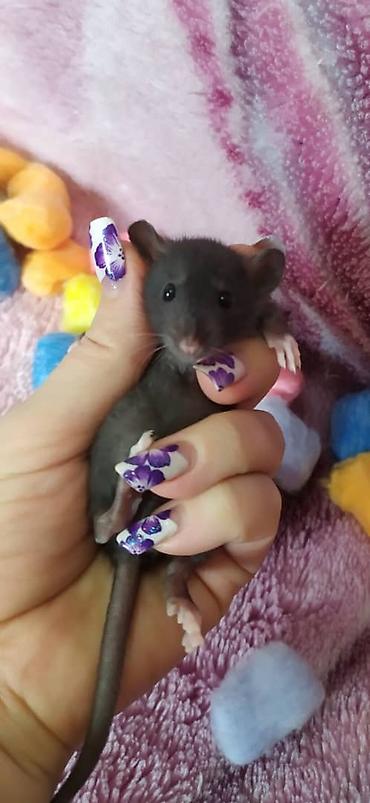 Другое: Привет друзья !!! Питомник Rat haus Love предлагает долгожданный помет — 8