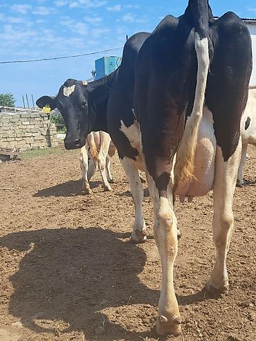 boğaz: Dişi, il: 1, 600 kq, Südlük, Ünvandan götürmə — 3