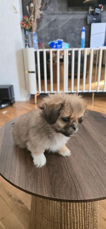 İtlər: Pekines, 3 ay, Peyvəndli — 5