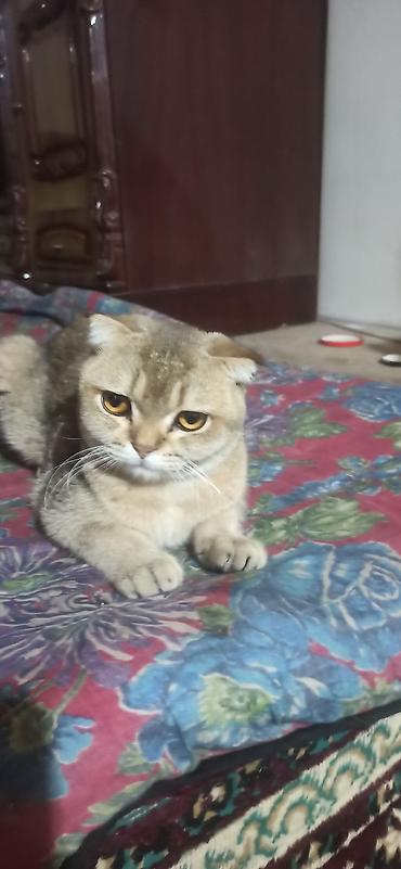 шотладский котенок: Скотиш Фолд (Шотландская вислоухая), 4 месяца, Мальчик, Золотая шиншилла, Приучена к лотку — 2