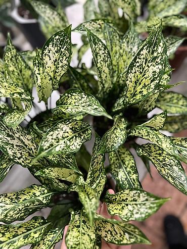 Другие комнатные растения: Представляем ассортимент декоративно-лиственных растений, которые — 12