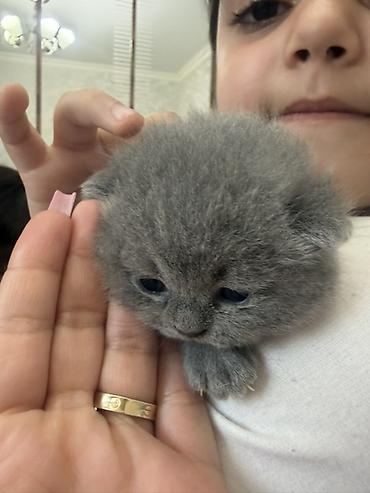 Pişiklər: Britan, Dişi — 5