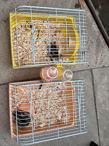 it bazarı bakı: 2 xamyak 2 qefes cixdi satisa 1 disi 1 erkek real alicilar narahat — 4