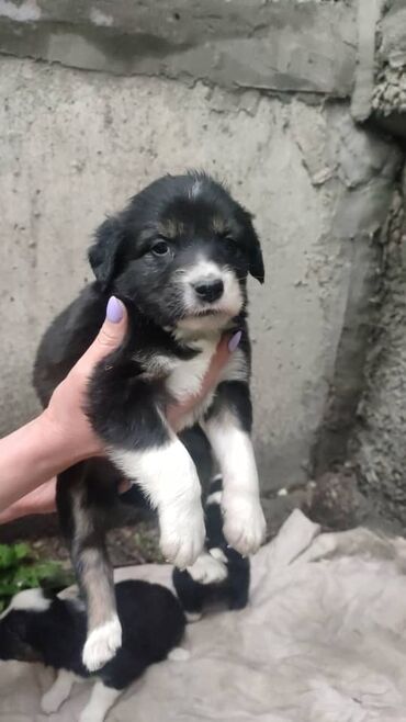 кавказская овчарка купить щенка: Срочно ищем дом для щенков, 1,5 месяца, девочки, будут хорошими