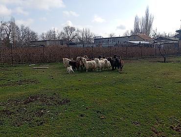 Козы, козлы: Продаю | Коза (самка), Козлёнок | Полукровка, Нубийская | На забой, Для разведения, Для молока | Племенные, Котные at lalafo.kg — 9 Козы, козлы: Продаю | Коза (самка), Козлёнок | Полукровка, Нубийская | На забой, Для разведения, Для молока | Племенные, Котные — 9