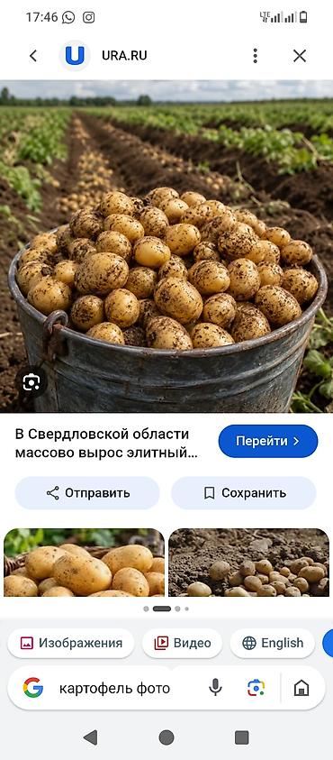 набор макита 4 в 1: Картошка — 1