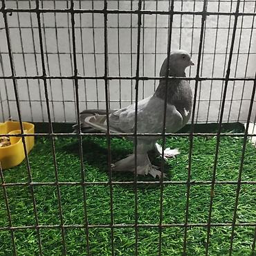 Другие с/х животные: Породистые декоративные голуби. Описание: - Порода — 26